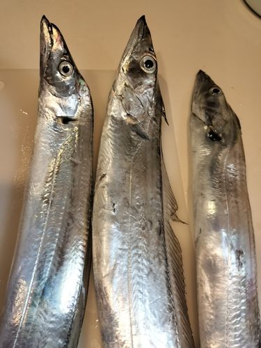 タチウオの釣果