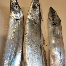 タチウオ