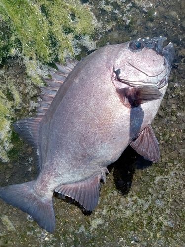 イシダイの釣果