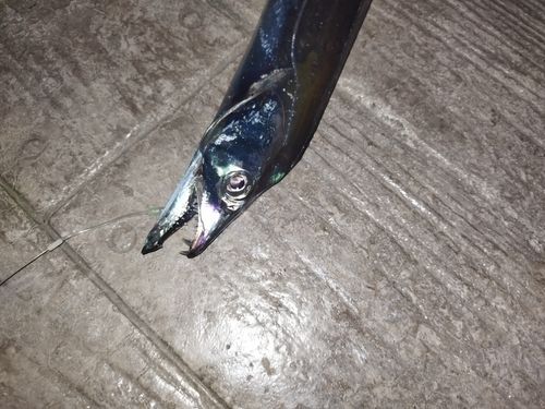 タチウオの釣果