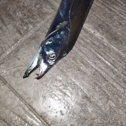 タチウオ