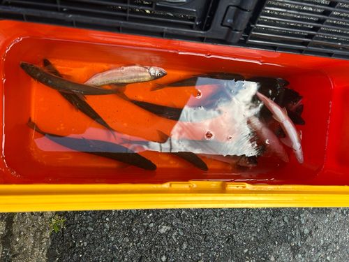 アユの釣果