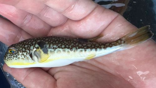 クサフグの釣果