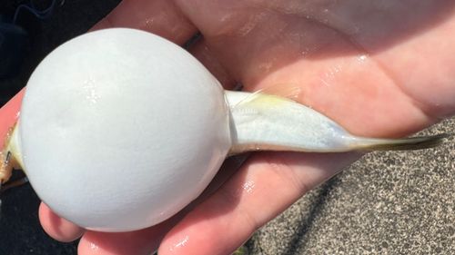 クサフグの釣果