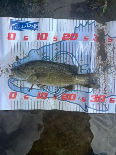 スモールマウスバスの釣果