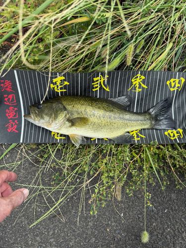 ラージマウスバスの釣果
