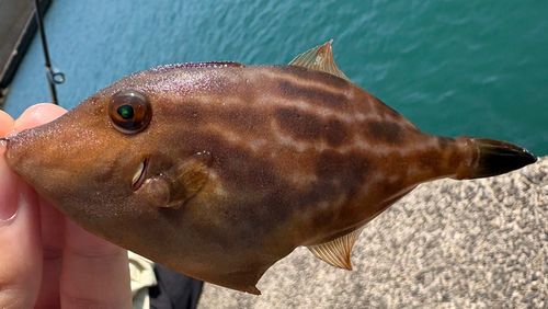 ウマヅラハギの釣果