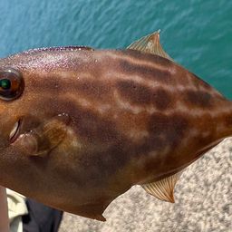 ウマヅラハギ