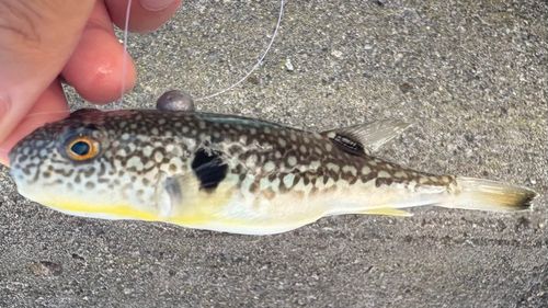 クサフグの釣果