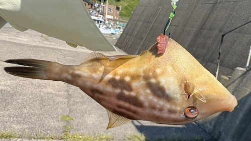 ウマヅラハギの釣果