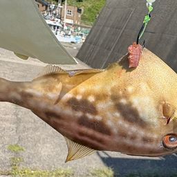ウマヅラハギ
