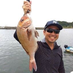 マダイ