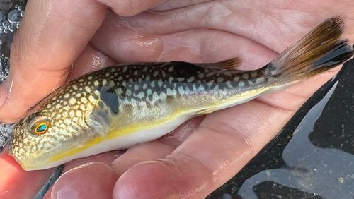 クサフグの釣果