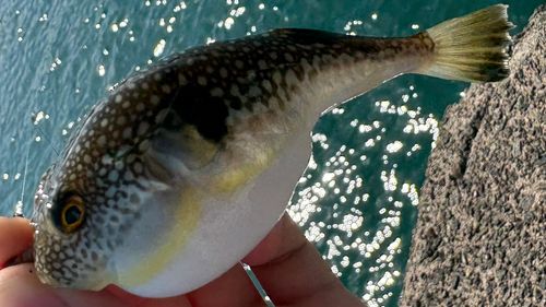 クサフグの釣果