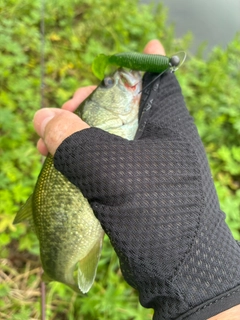ラージマウスバスの釣果