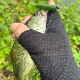 ラージマウスバス