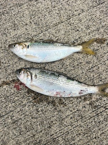 コノシロの釣果
