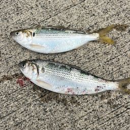 コノシロ
