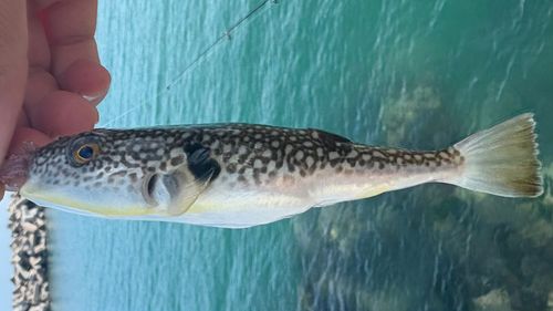 クサフグの釣果