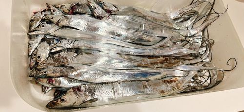 タチウオの釣果