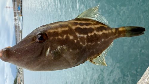 ウマヅラハギの釣果