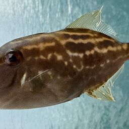 ウマヅラハギ