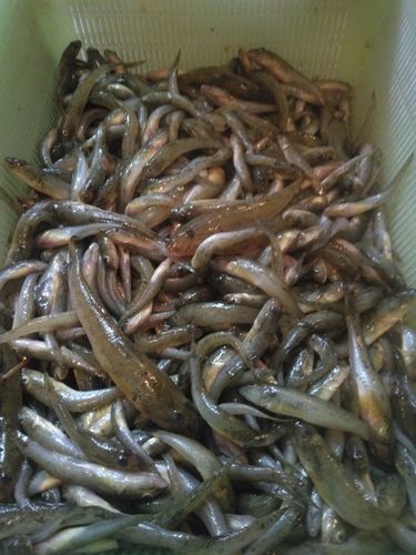 ハゼの釣果