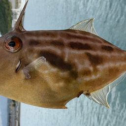 ウマヅラハギ