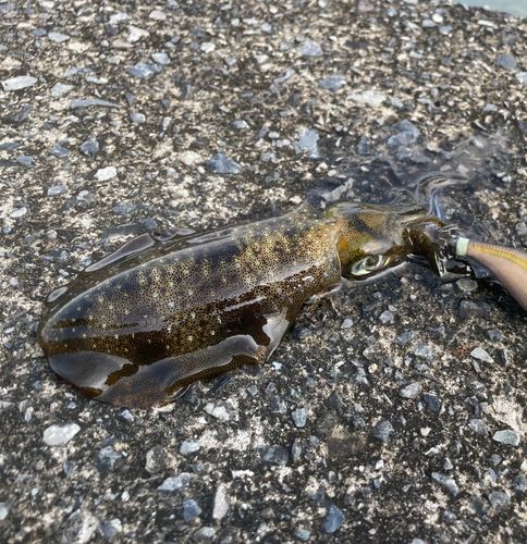 アオリイカの釣果