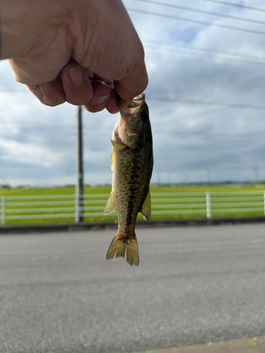 ラージマウスバスの釣果
