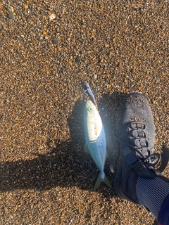 イナダの釣果