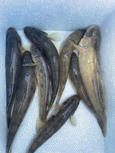 ハゼの釣果