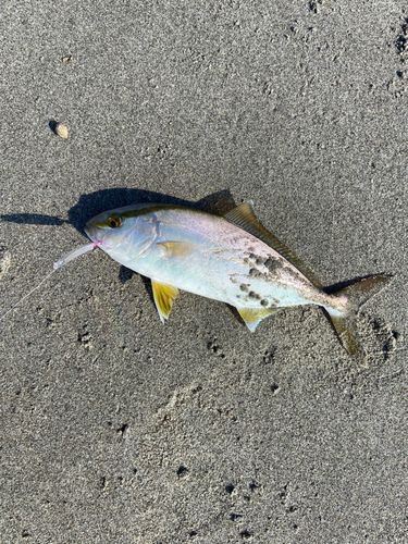 ショゴの釣果