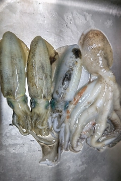 タコの釣果