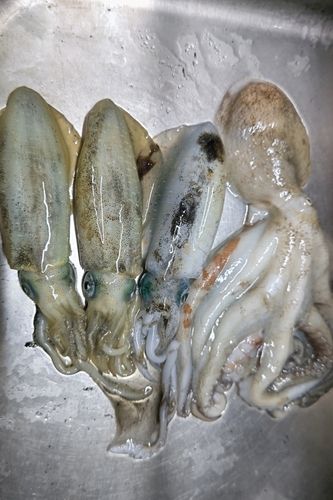タコの釣果