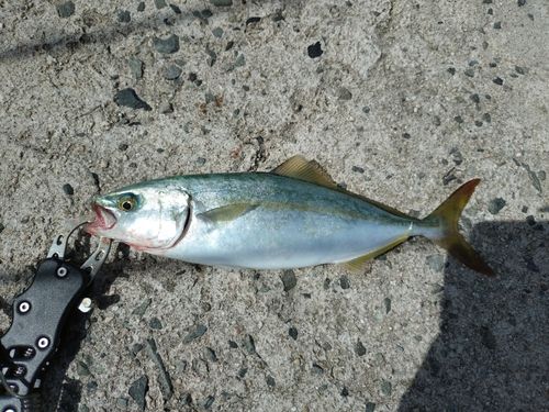 ツバスの釣果