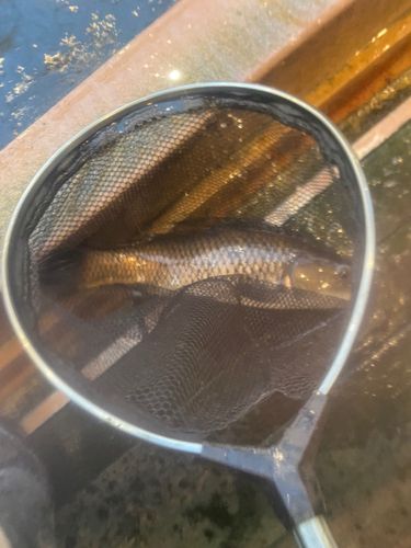 コイの釣果