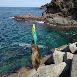 アオリイカ