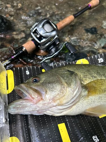 ブラックバスの釣果