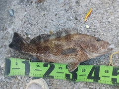 オオモンハタの釣果