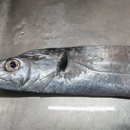 タチウオ