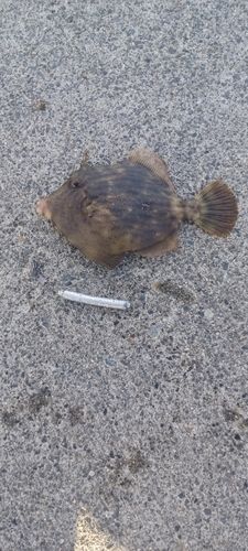 カワハギの釣果