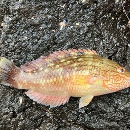 ホシササノハベラ