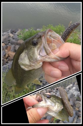 ブラックバスの釣果