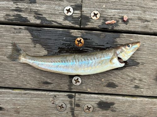 キスの釣果