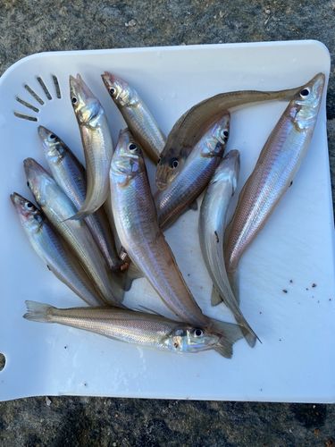 キスの釣果