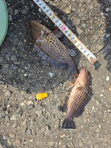 オオモンハタの釣果
