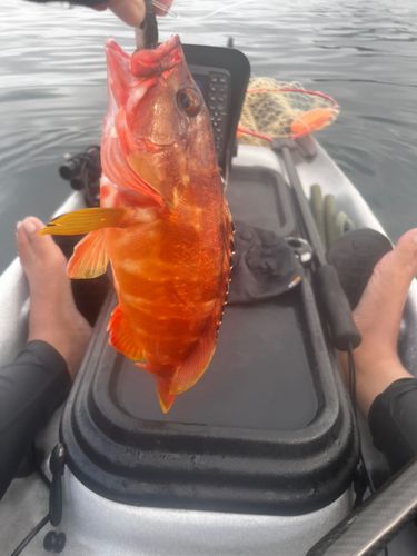 アカハタの釣果