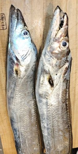 タチウオの釣果