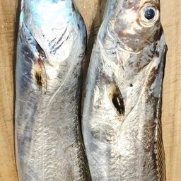 タチウオ